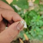 Nosepin  Sonaton  gold & zircon stone